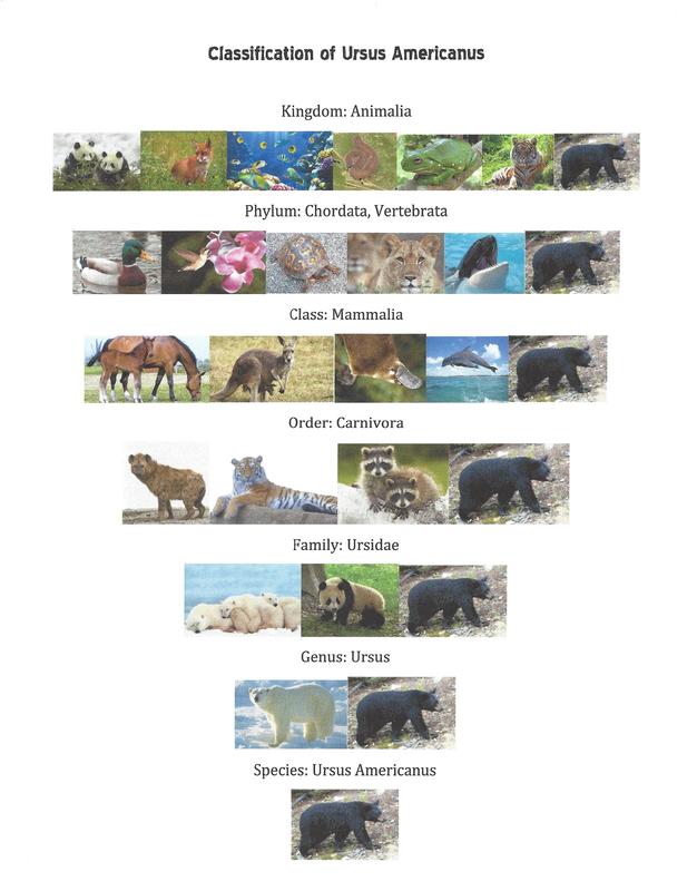 Page 3: Scientific Name of Animal - Animal Evolution Project
